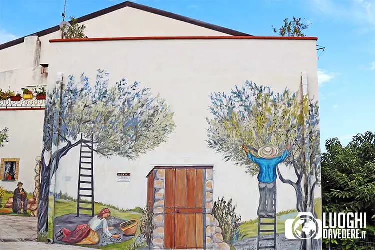 Raccolta delle olive